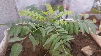 Amla Powder/Phyllanthus emblica by Rajesh Henna Product