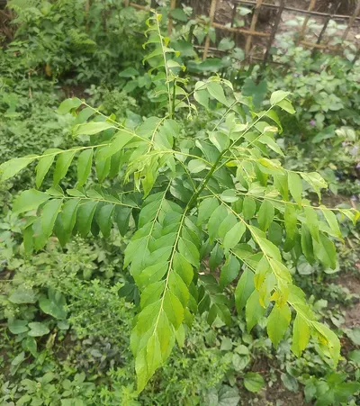 Moringa Leaf