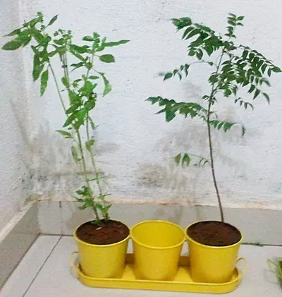 Gumistar/Humistar for tomatoes, Green-Pik