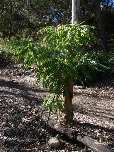 Myrica Rubra Tree