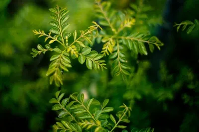 Curry Leaves by Continental Flow (Pty) Ltd.