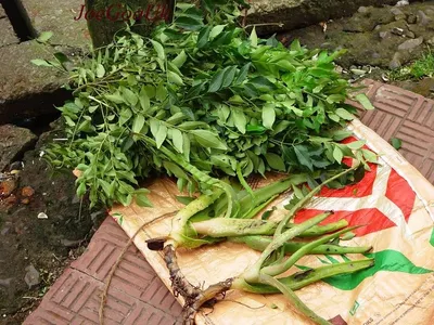 Tray of accasia by Cv. Lily Amelia Putri