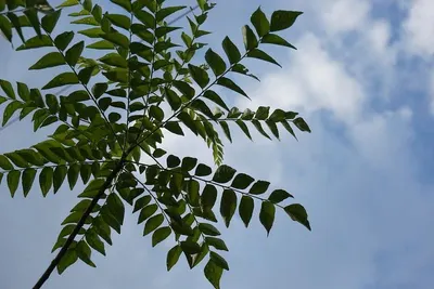 Fresh Curry Leaves by KAPADIYA EXPO COMPANY