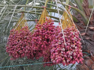 With Stem Red Shallot