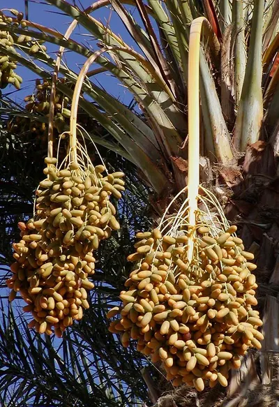 Saw palmetto fruit extract fatty acids