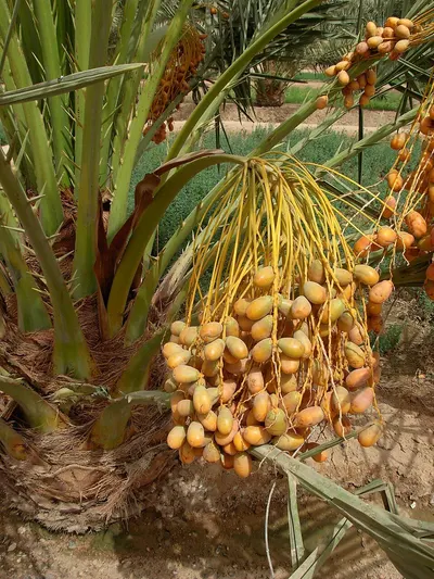 Yucca