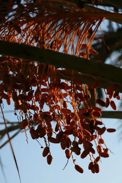Dry Dates, Dried Dates