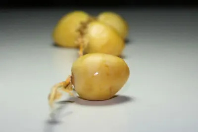 Yellow Onions