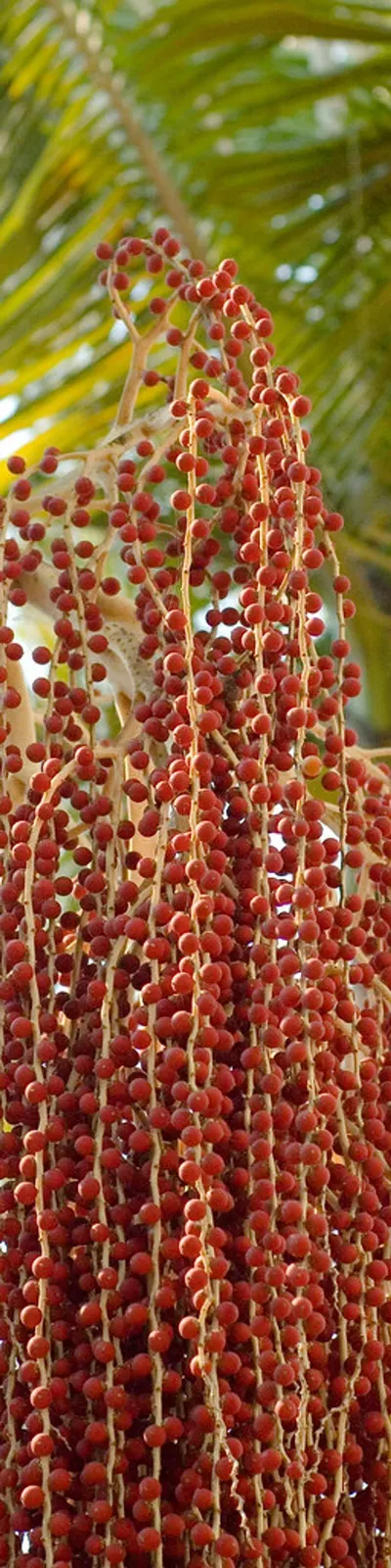 Rough 10mm Tulsi 108 Beads with Carnelian Mala by Namya Artzy Private Limited