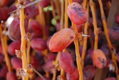 Rose Hips