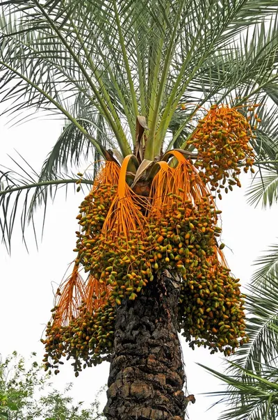 Omani Dates