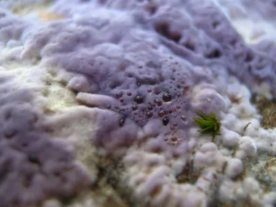 Pink moss