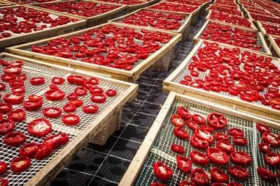 Grow Slabs For Strawberry Cultivation by Tone Dealings Private Limited