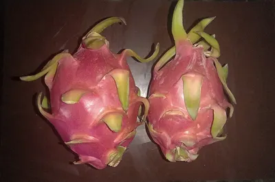 LED Grow Bulb For Dragon Fruit by Rang Dong Light Source & Vacuum Flask Joint Stock Company