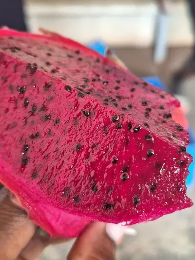 Watermelon Seeds by SJH Enterprises