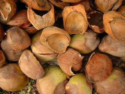 Dried Fruit