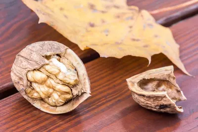 Raw Cashew