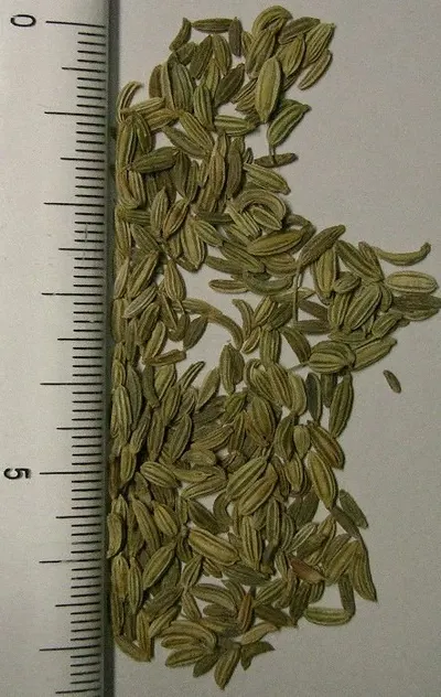 Fennel seeds
