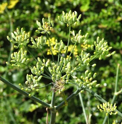 Peganum Harmala - Syrian Rue