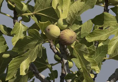 E.V. Oak