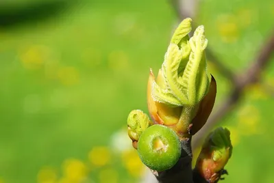 Frocs For Kids