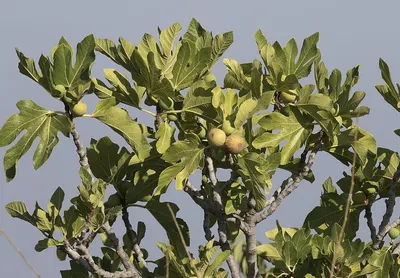 Baheda (Terminalia Bellirica) by Numen Eduservices LLP