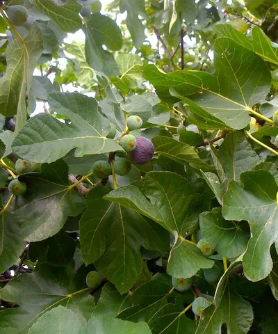 Corinthian Black Currant
