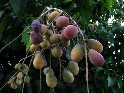 Dry Anjeer (Fig)