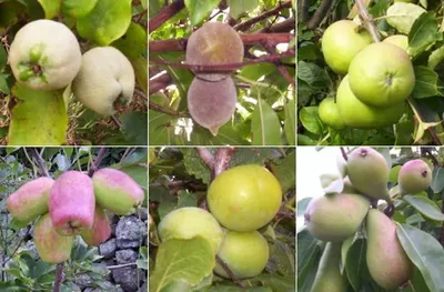 Mangosteen Shell Extract