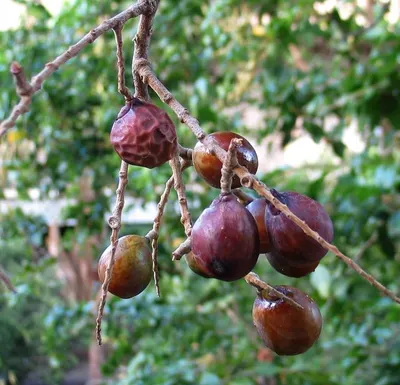 Soap Nut