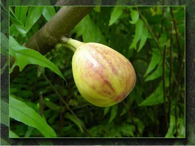 Garcinia