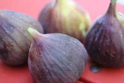 Figs - Sadyek (conventional)