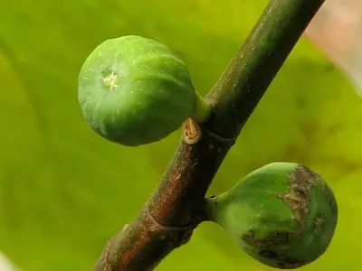 Garcinia Cambogia Extracts (HCA)