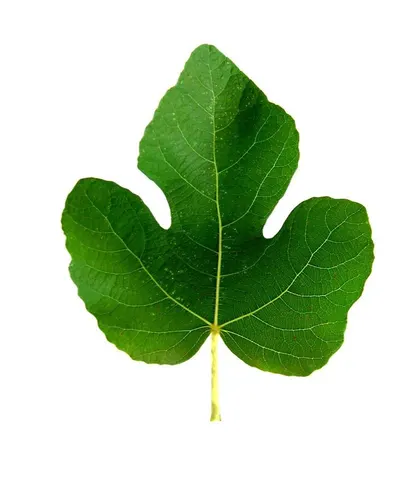 SQ.Royal Leaf by Mehul Enterprises