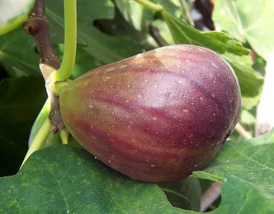Purple sweet potato