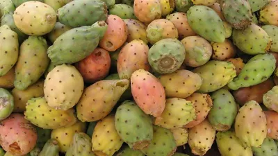 Cactus Extract