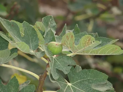 Figs (Anjeer) by Oksea Overseas Private Limited