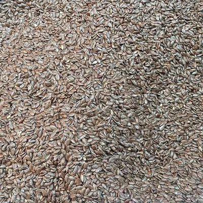 Pigeons feed