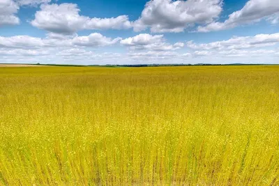Lineseeds (brown flax seeds)