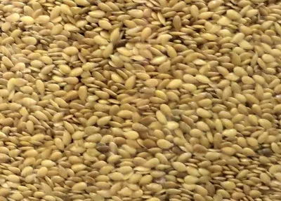 Premium Quality Wheat