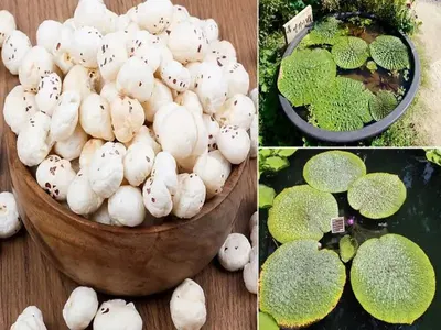 Jianning Handmade White Lotus Seed