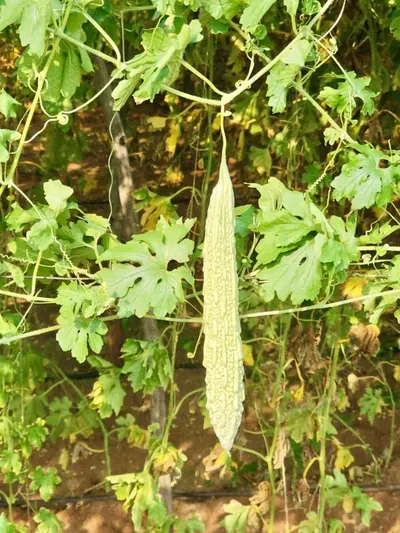 Asparagus Racemosus