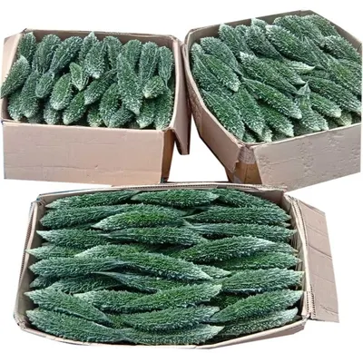 Dried Cucumber