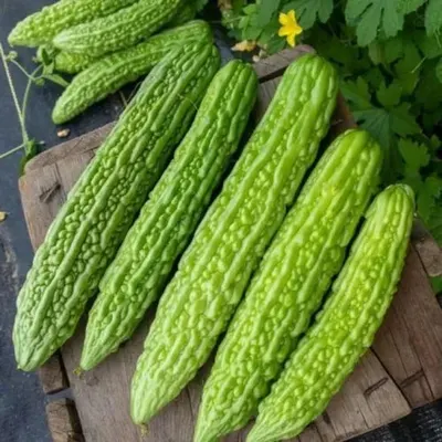 Bitter Gourd by Atlas Seair Exim
