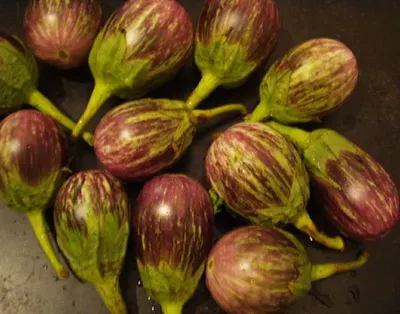 Long Brinjal by Fortified Agro Producer Confederation