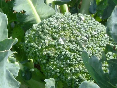 BROCCOLI HEALTH GUARD Dietary supplement