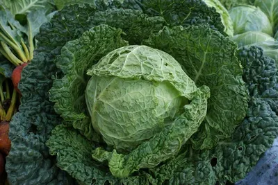 Fresh Cabbage by Link Flow Canada Inc.