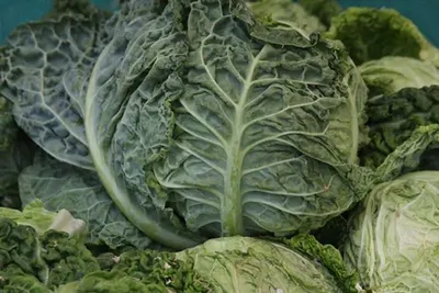 Chinese Cabbage by Fortified Agro Producer Confederation