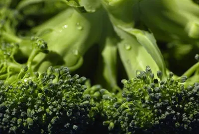 Broccoli by Abhishek Exports