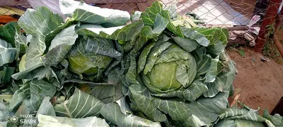Cabbage